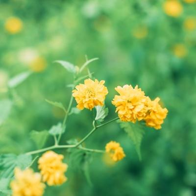 口袋大师单机游戏下载